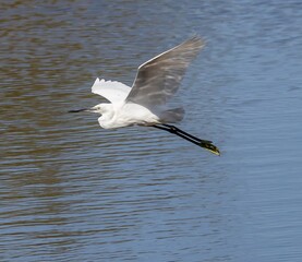 Little Egret (Egretta garzetta) flying over a pond at nature reserve Guadalhorce, near Malaga in Andalusia, Spain.