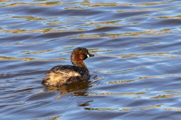 Little Grebe (Tachybaptus ruficollis) swimming in a pond at nature reserve Guadalhorce, near Malaga in Andalusia, Spain.