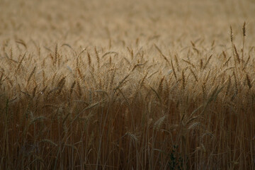 close up photo of wheat field designed in thirds ideal for background for agricultural design