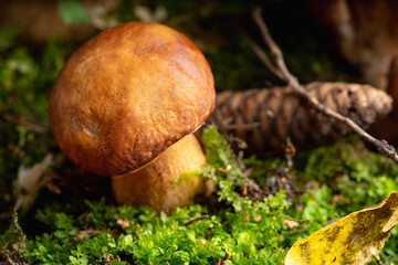 Wild white mushrooms (Boletus edulis) in the forest. Selective focus. Shallow depth of field.