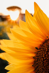 Tournesol au soleil couchant