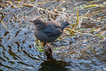 American Dipper