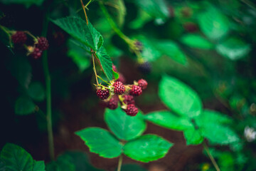 Unripe red blackberry growing in the garden. Selective focus.
