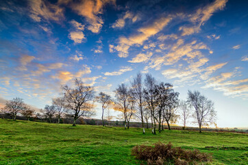 Longshaw, View of birch trees in the meadow, beautiful blue sky with small white clouds.