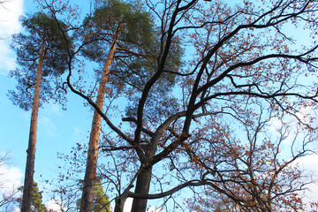 trees in the forest, tree and sky, branches of a tree
