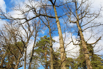 trees in the forest, tree and sky, branches of a tree