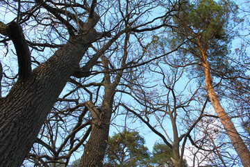 tree and sky, branches of a tree