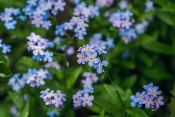 Fototapeta premium Small blue forget-me-not flowers in the garden. Selective focus. Shallow depth of field.