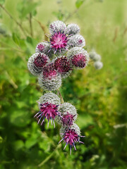 Distel in its Beauty