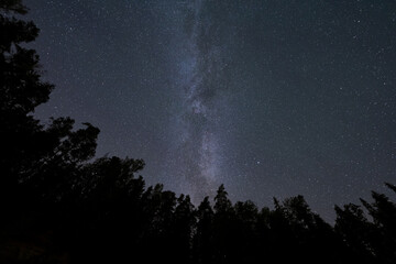 Night forest, astrophotography. Silhouettes of trees, starry sky and milky way.