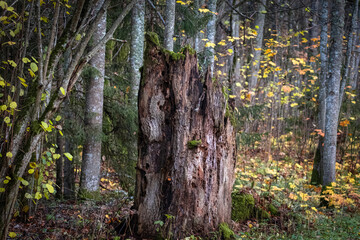 Obraz premium Decayed Tree Stump in Autumn Forest