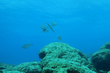 Swimming fish and cornetfish (Fistulariidae), rocky underwater seascape.Deeper ocean, swimming fish. Underwater photography from scuba diving, marine life in the water. Stones and fish, travel photo.