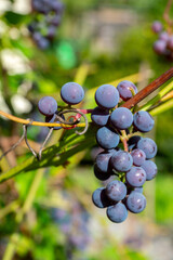 Bunch of grape on the branch. Selective focus. Shallow depth of field.