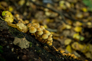 Beautiful mushrooms in the forest. Selective focus. Shallow depth of field.