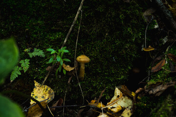 Beautiful mushrooms in the forest. Selective focus. Shallow depth of field.