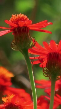Mexican flamevine also known as orange-flowered groundsel slow close up, vertical video