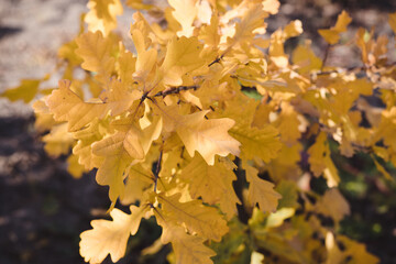 Autumn small oak tree with beautiful golden leaves. Selective focus.