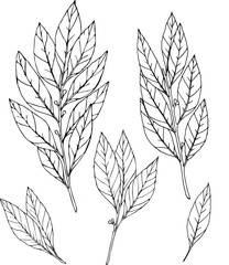 Bay leaves hand drawn vector set botanical illustration .