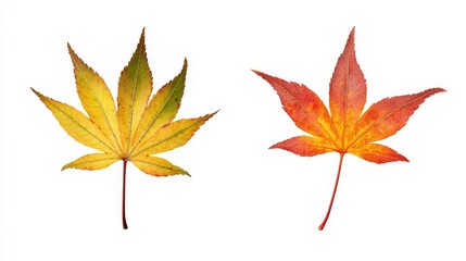Fototapeta premium Two colorful autumn leaves on white background