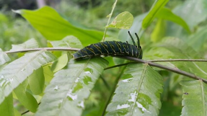 Image of Caterpillar of common nawab butterfly (Polyura athamas) or Dragon-Headed Caterpillar on nature background. Insect. Animal. Photo taken in the forest.