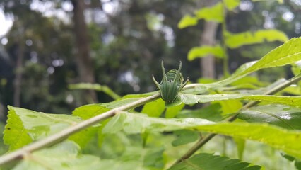 Image of Caterpillar of common nawab butterfly (Polyura athamas) or Dragon-Headed Caterpillar on nature background. Insect. Animal. Photo taken in the forest.
