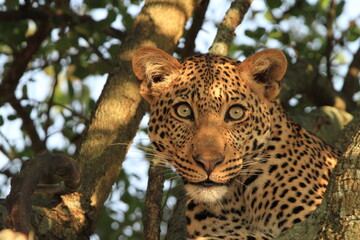 leopard on tree