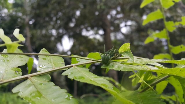 Image of Caterpillar of common nawab butterfly (Polyura athamas) or Dragon-Headed Caterpillar on nature background. Insect. Animal. Photo taken in the forest.