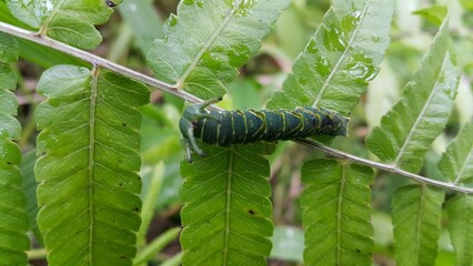 Image of Caterpillar of common nawab butterfly (Polyura athamas) or Dragon-Headed Caterpillar on nature background. Insect. Animal. Photo taken in the forest.