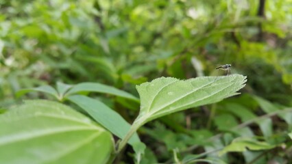 Long-legged fly, (family Dolichopodidae), any member of a family of insects in the fly order, Diptera, that are tiny and metallic blue, green, or copper in colour. Shot in a tropical forest.