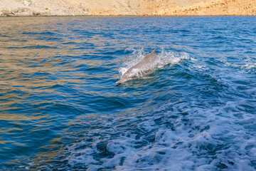 Obraz premium Dolphins playfully surf the waves in the calm waters off the rocky coast of Musandam Peninsula, Khasab, Oman