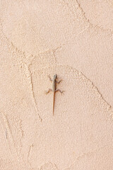 Small lizard resting on a textured beige wall with a sandy, rough surface. Copy space