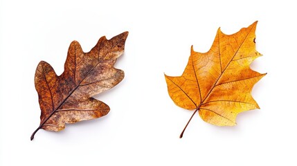 Fototapeta premium Contrast of autumn leaves: brown and yellow oak leaf on white background