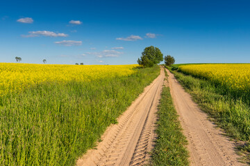 Spring landscape, Rape field