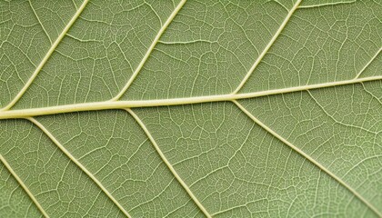 Obraz premium Close-up of a Green Leaf's Intricate Veins and Structure