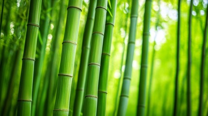 Fototapeta premium A Lush Bamboo Forest: Nature's Green Symphony