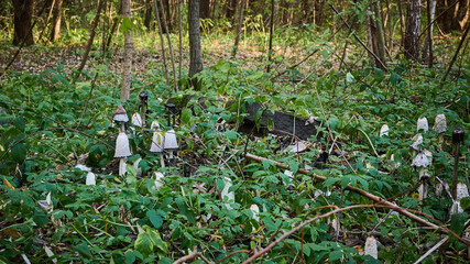 Poisonous mushrooms grow in the forest, many white toadstools among the grass, branches and fallen leaves, large mycelium, general plan