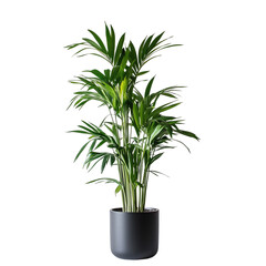 Obraz premium plant isolated on white background