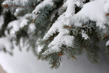 Snow covered pine branches in winter