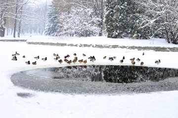 Ducks by a frozen pond in winter