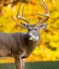 Male deer pauses from grazing on grass to investigate noise