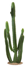 Cactus &eacute;l&eacute;gant et minimaliste avec une touche de nature et de design pour la d&eacute;coration et l'am&eacute;nagement ext&eacute;rieure du jardin , id&eacute;ale pour un style moderne 
