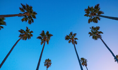 palm trees at blue sky background at dusk, California vacation wallpaper
