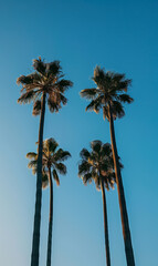 palm trees at blue sky background at dusk, California vacation wallpaper