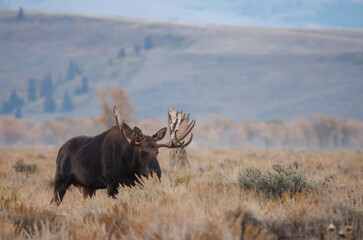 Bull Moose During the Rut in Wyoming in Autumn