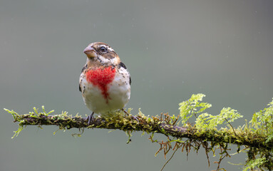 Portrait of a rose-breasted grosbeak perched on a branch.