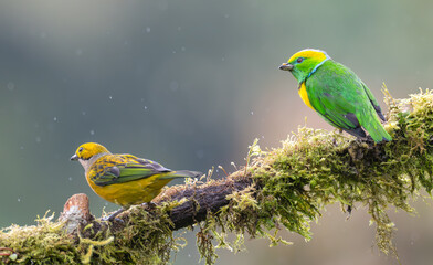 Golden-browed chlorophonia and a silver-throated tanager perched on a tree branch, 