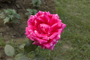 Close-up of a beautiful pink rose flower with green leaves bloom in the garden	