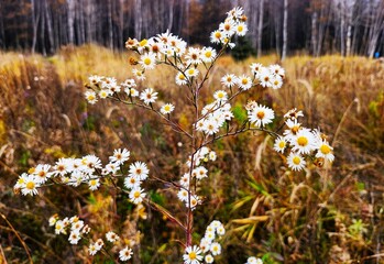 Fototapeta premium flowers in the field
