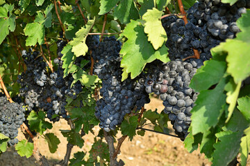 Cluster of Areni grape on a branch
