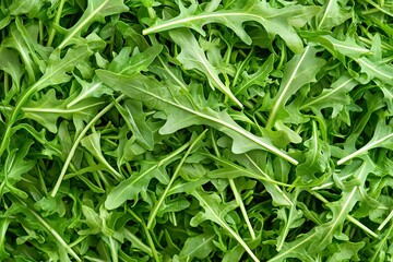 Fototapeta premium Close-Up of Fresh Arugula Leaves, Showcasing Their Peppery Flavor and Natural Texture in a Pile. Excellent for Food Articles, Vegan Cooking, or Menu Design